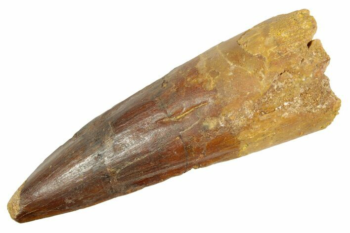 Fossil Spinosaurus Tooth - Real Dinosaur Tooth #363094